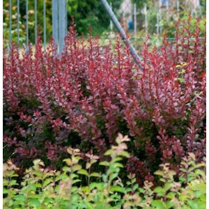 Foto einer Beberitze Concorde (Berberis thunbergii) mit roten Blättern im Garten.