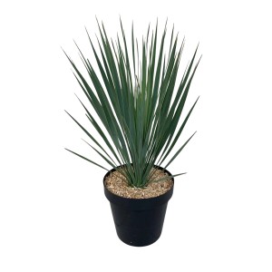 Blaublättrige Palmlilie (Yucca rostrata) im Topf, eine dekorative Kübelpflanze für den Innenbereich.