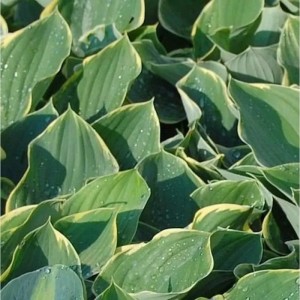 Herzblatt Lilie 'Sagae' (Hosta fluctuans) mit grün-gelben Blättern, Nahaufnahme.