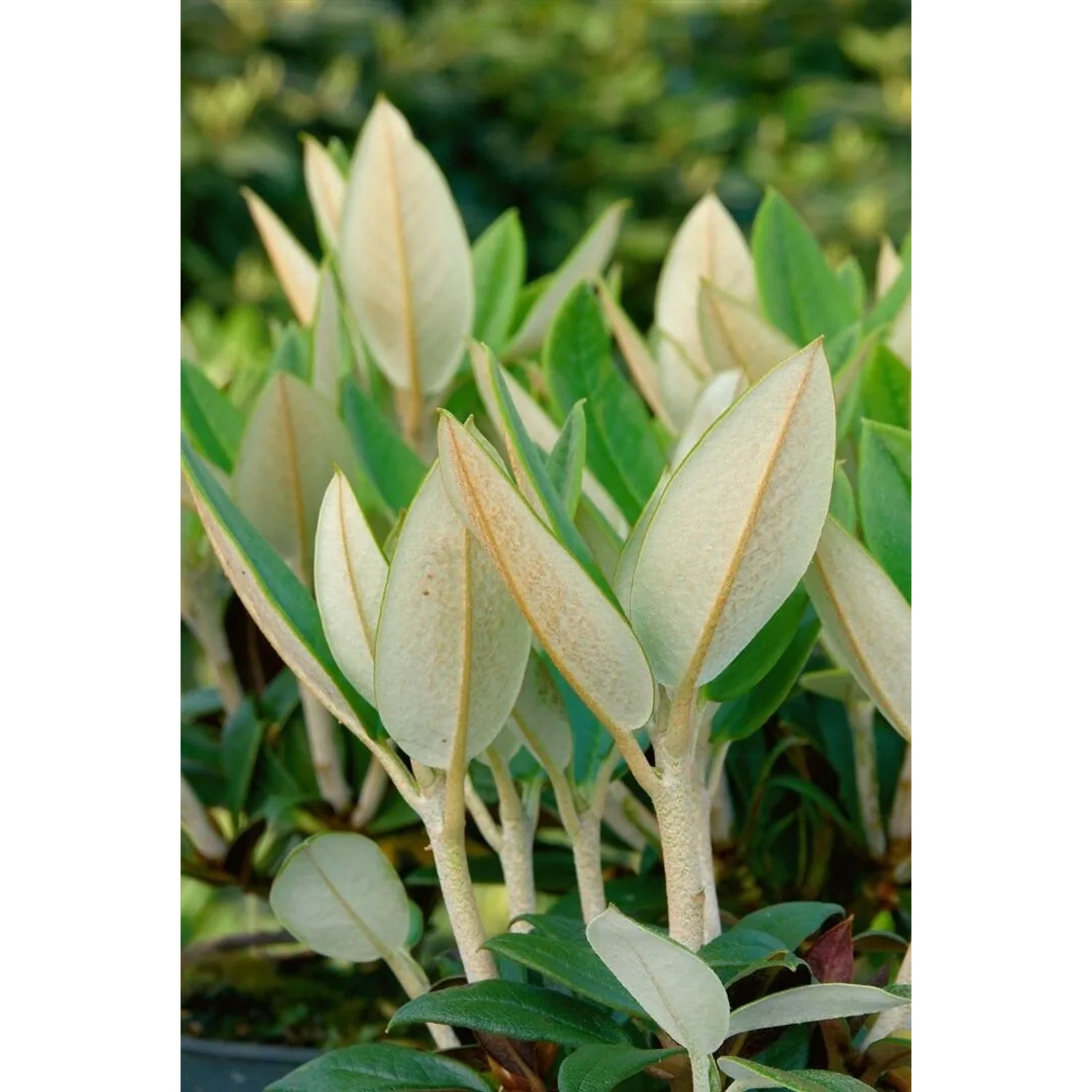 Pflanzen fr dich Alpenrose Taliense Honigduft 7080 cm Kbel kaufen bei OBI