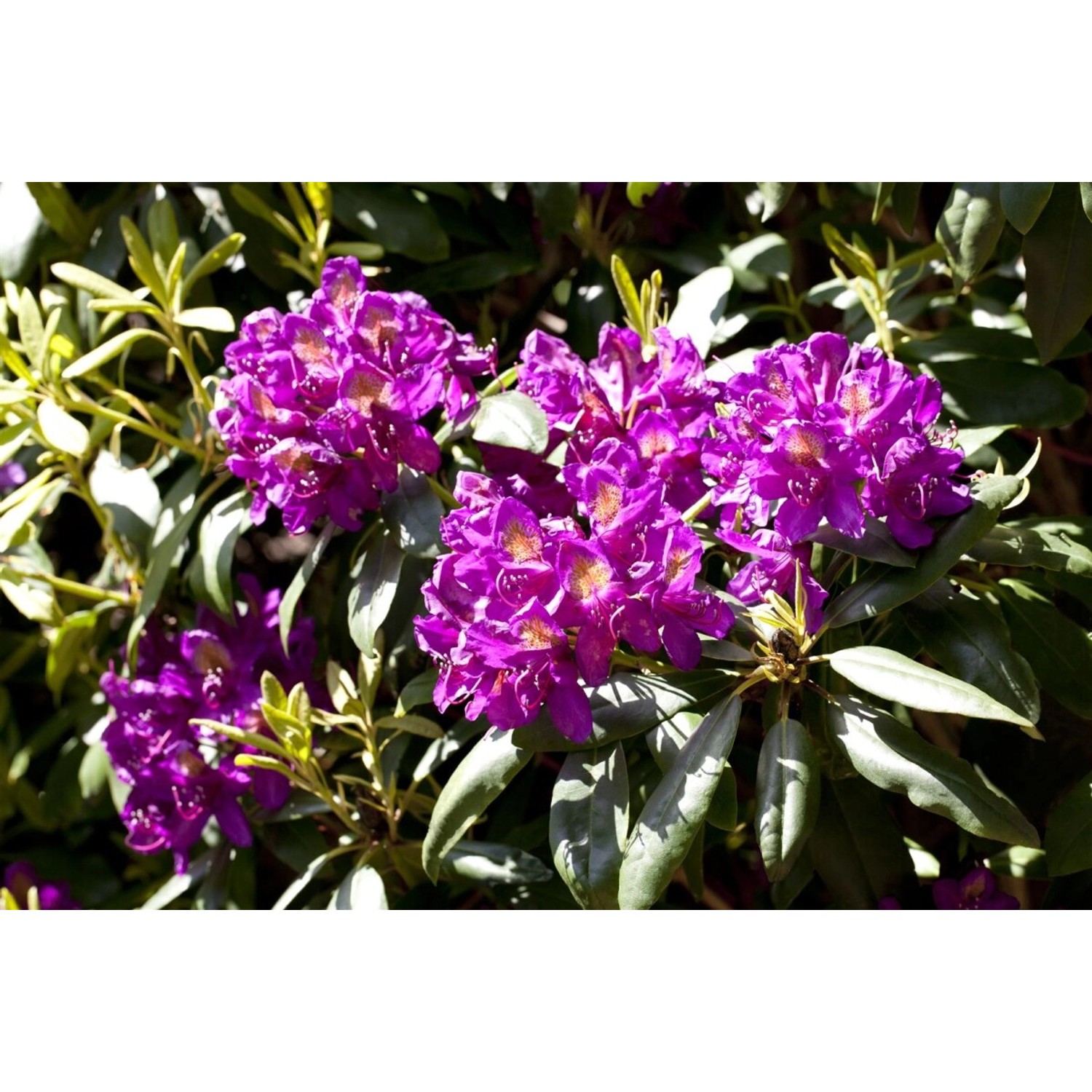 Rhododendron Hybr. Marcel Menard Lila Blüten 40–50 cm günstig online kaufen