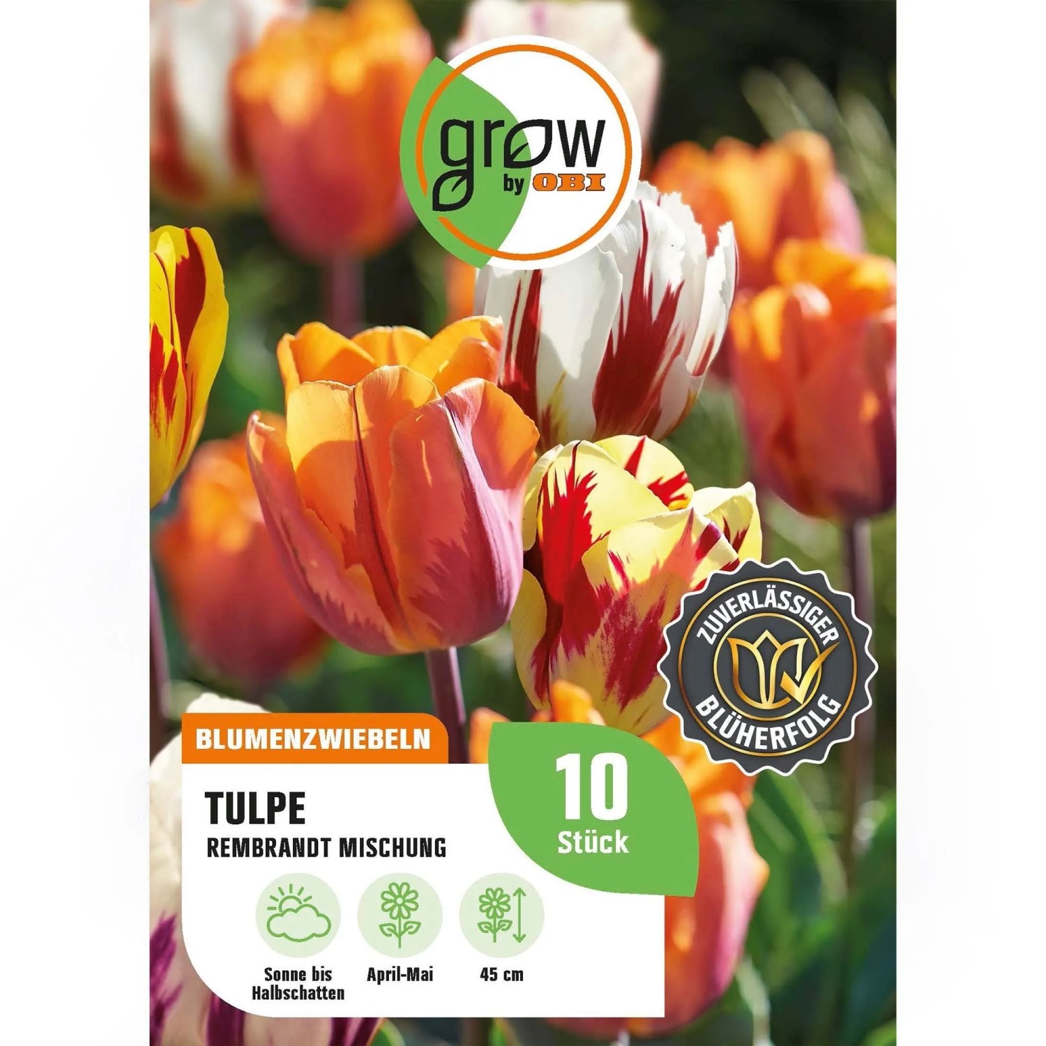 GROW by OBI Tulpen Rembrandt Mischung 8 Stück Tulipa Rembrandt Mixed