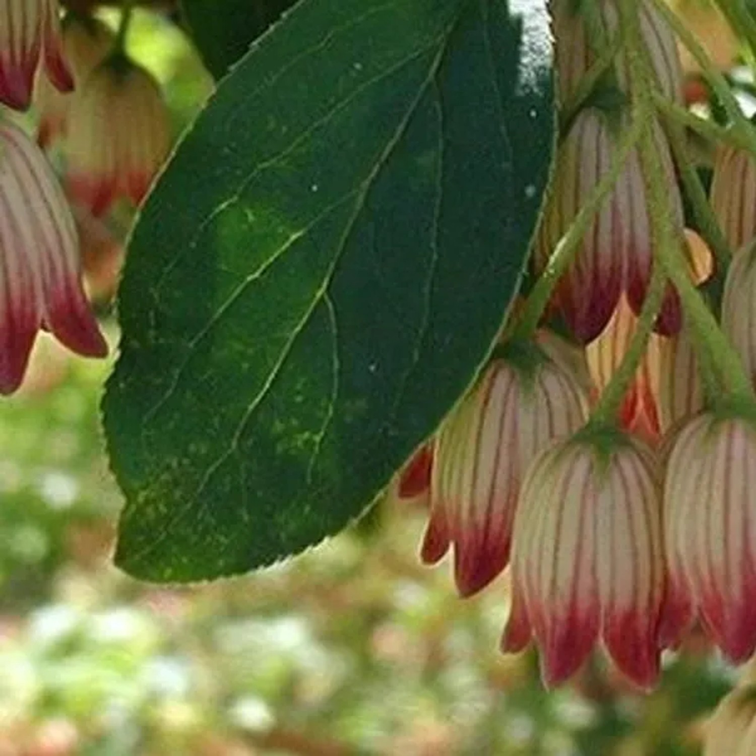 Prachtglocke Enkianthus campanulatus 40 bis 50 cm im Container Herbstfärbung