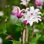 Blühende Englische Waldrebe Princess Kate, Clematis texensis, mit hell-dunkelvioletten, glockenförmigen Blüten.