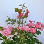 Rosa Bodendeckerrose 'Sommerwind' im Topf mit vielen rosa Blüten.