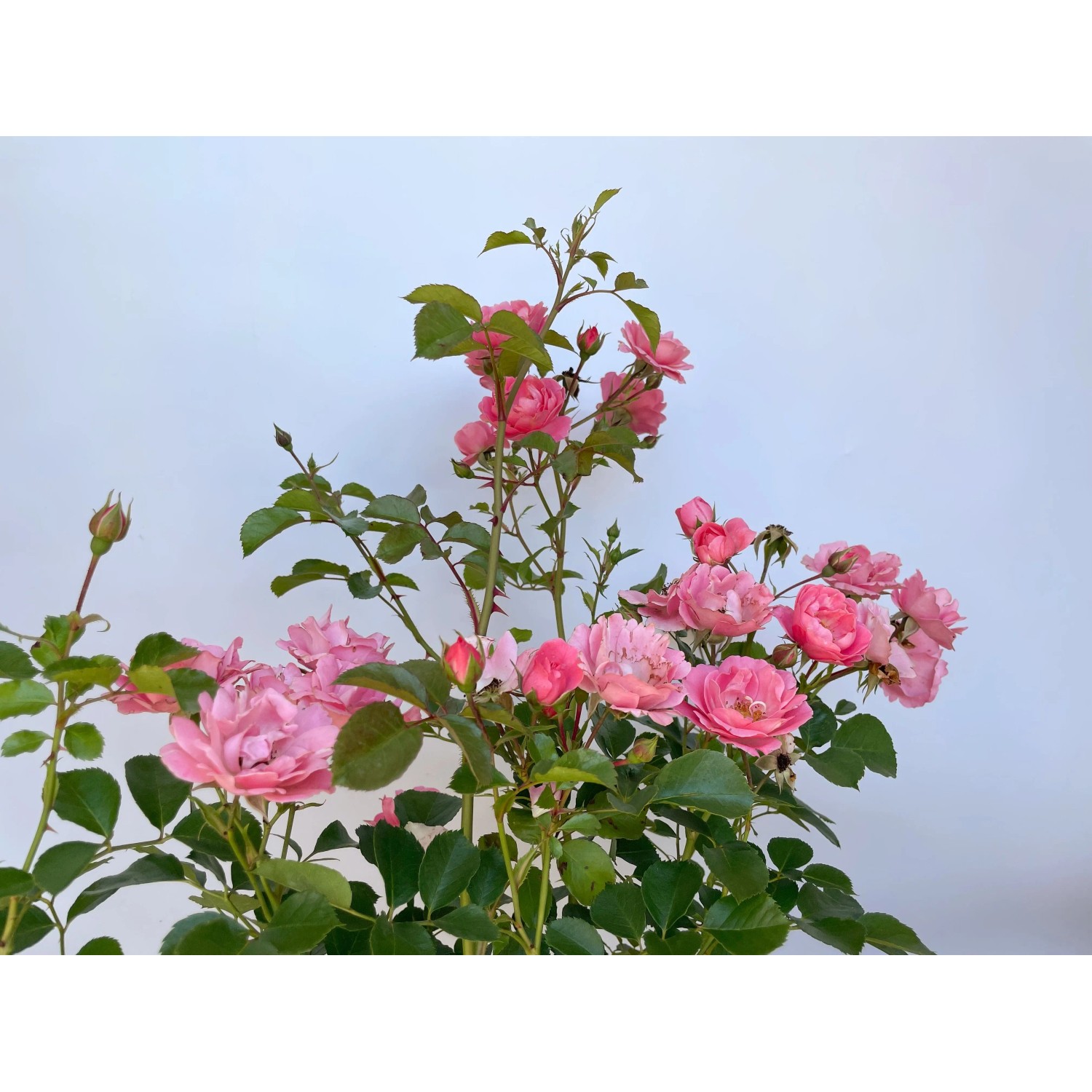 Rosa Bodendeckerrose 'Sommerwind' im Topf mit vielen rosa Blüten.
