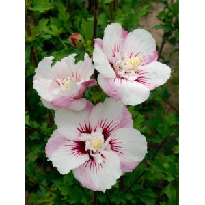 Hibiskus Fiji Weiß-Rosa mit halbgefüllten Blüten und pinkfarbener Mitte. Sommerblüher für Garten und Kübel.