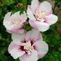 Hibiskus Fiji Weiß-Rosa mit halbgefüllten Blüten und pinkfarbener Mitte. Sommerblüher für Garten und Kübel.