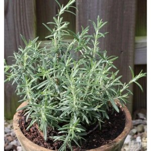 Rosmarin - großer Topf - Rosmarinus officinalis