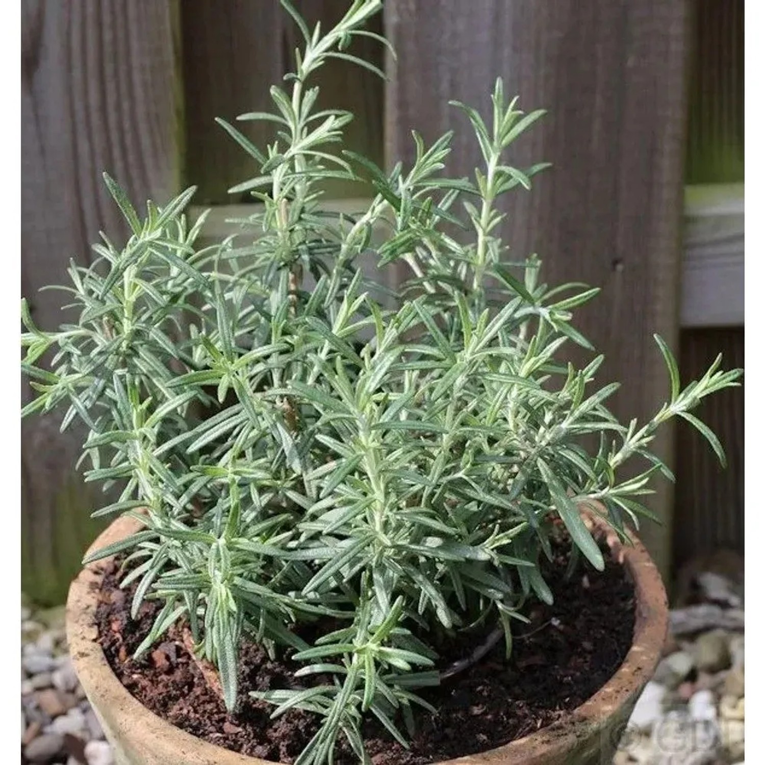 Rosmarin - großer Topf - Rosmarinus officinalis