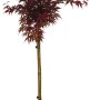 GROW by OBI Fächerahorn Skeeter's Broom im Topf, ca. 60cm hoch, mit tiefrotem Laub.