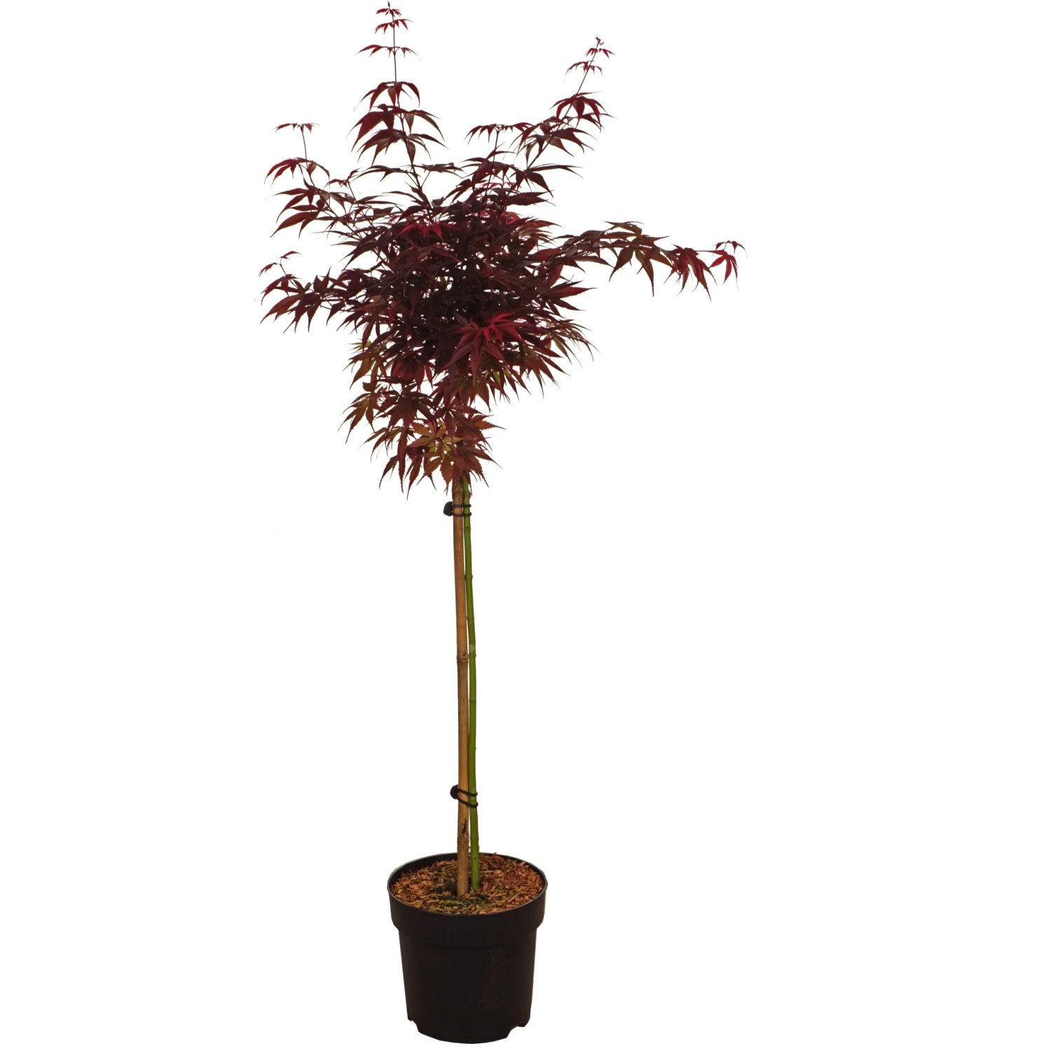 GROW by OBI Fächerahorn Skeeter's Broom im Topf, ca. 60cm hoch, mit tiefrotem Laub.