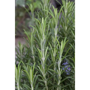 Kaskaden-Rosmarin 'Blue Cascade' im Topf, grüne Nadeln, Küchenkräuter.