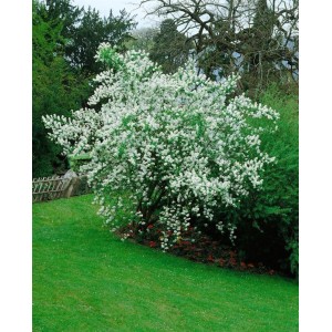 Blühender Perlmuttstrauch (Exochorda Racemosa) mit weißen Blüten im Garten.