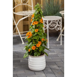 Kletterpflanzen Duo im Topf mit orangefarbenen Blüten der Thunbergia alata.