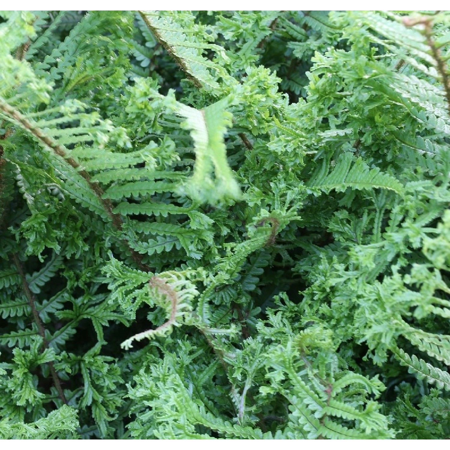 Krauser Wurmfarn Crispa Cristata - Dryopteris affinis günstig online kaufen