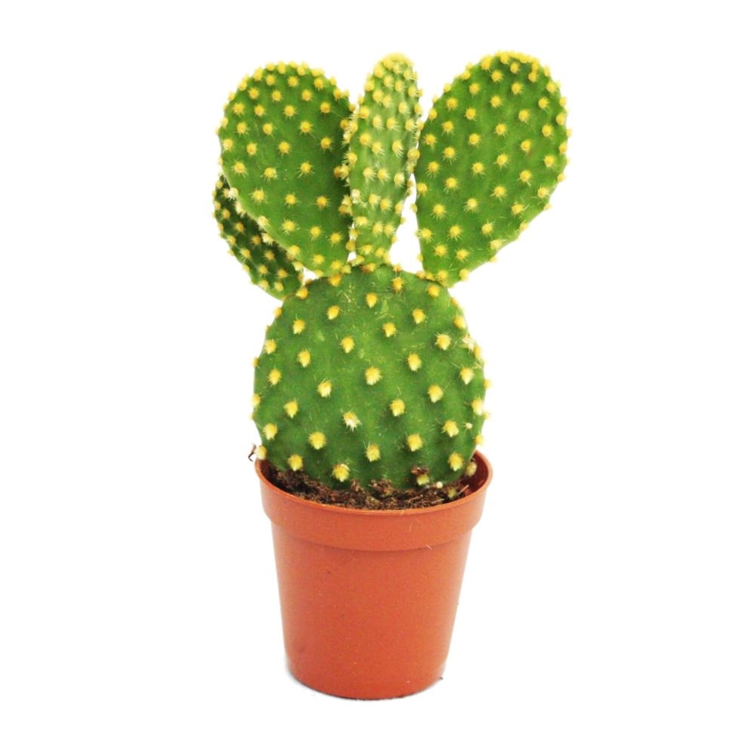 Exotenherz Opuntia Microdasys Gelbstachliger Ohrenkaktus im 8,5cm Topf