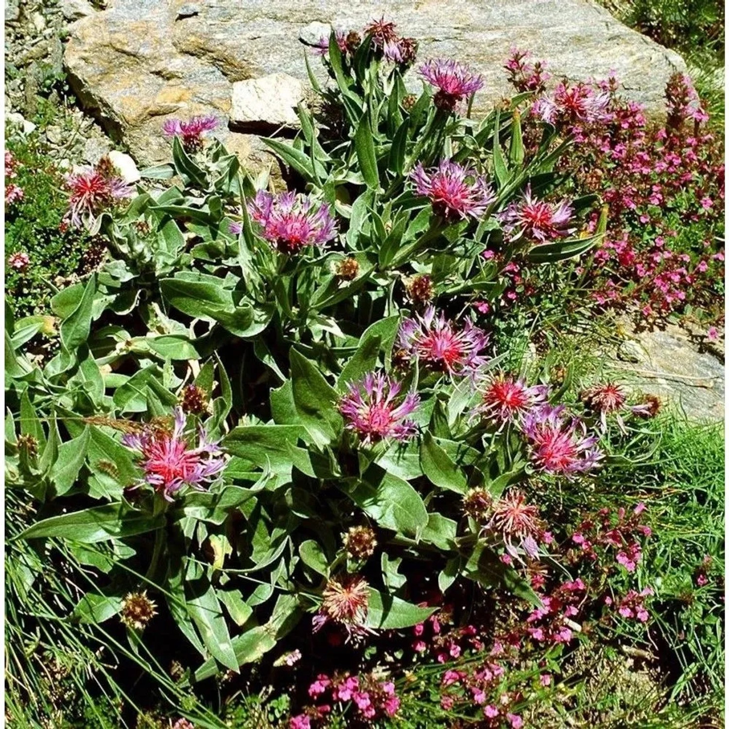 Bergflockenblume Rosea - Centaurea montana