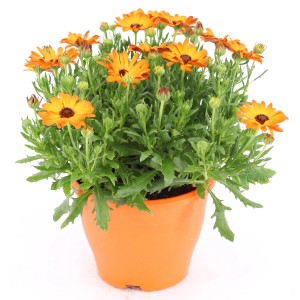 Orangefarbenes Kapkörbchen (Osteospermum) im Topf, ca. 30-45 cm hoch. Blühende Kübelpflanze.