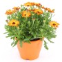 Orangefarbenes Kapkörbchen (Osteospermum) im Topf, ca. 30-45 cm hoch. Blühende Kübelpflanze.