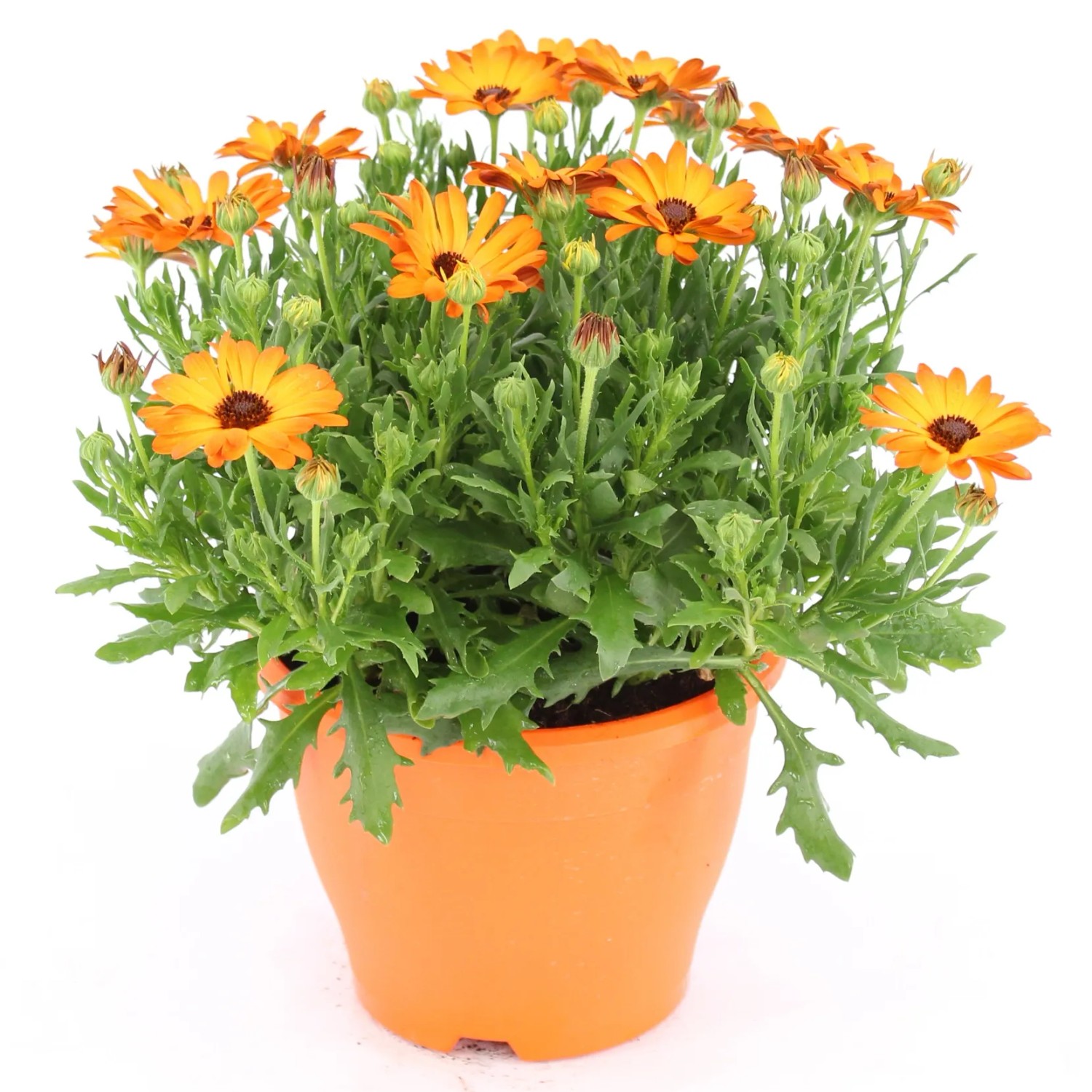 Orangefarbenes Kapkörbchen (Osteospermum) im Topf, ca. 30-45 cm hoch. Blühende Kübelpflanze.