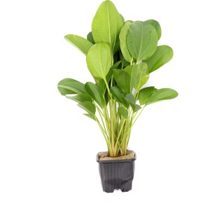 Dennerle Aquariumpflanze Echinodorus Dschungelstar, grüne Blätter im Topf.