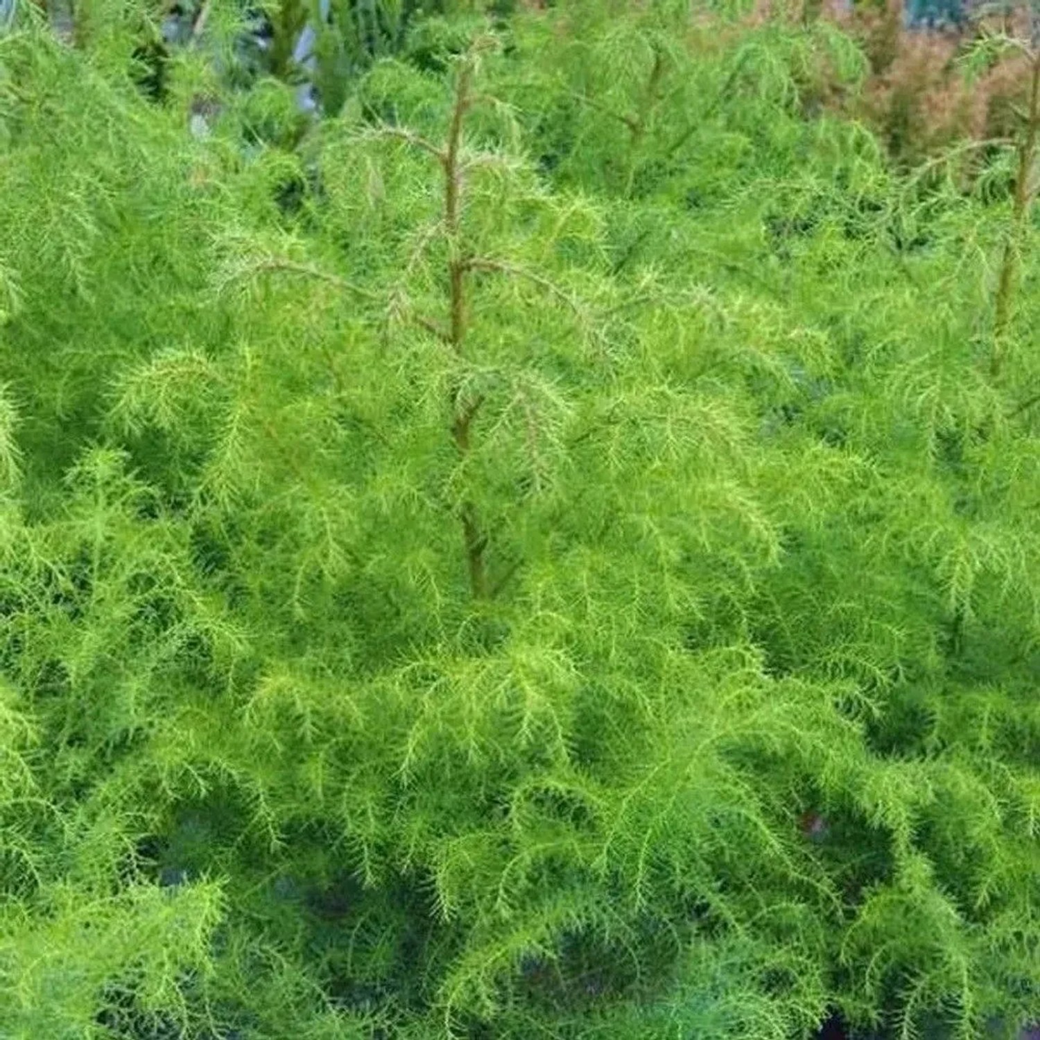 Japanische Sicheltanne Giokomo 40-60cm - Cryptomeria japonica