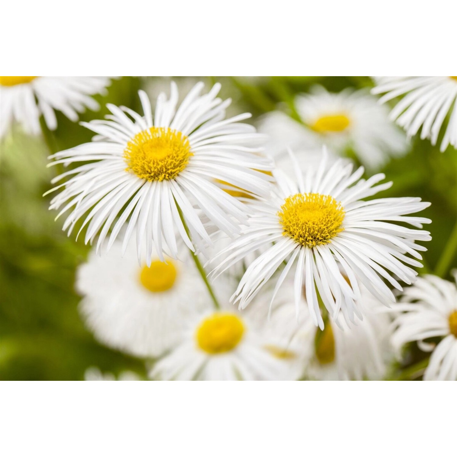 Erigeron X Cult. Sommerneuschnee Feinstrahl Ca. 9x9 cm Topf günstig online kaufen