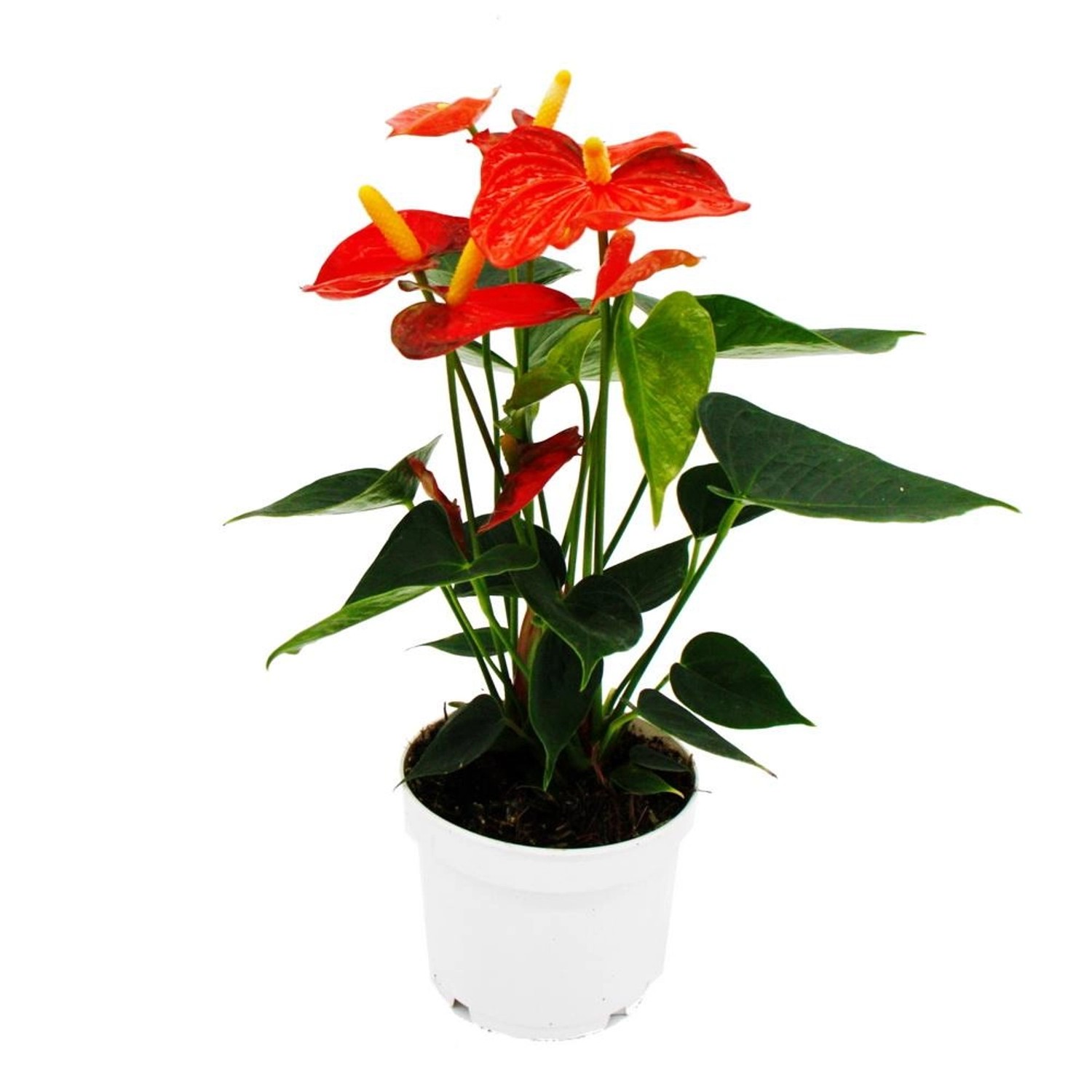 Exotenherz Flamingoblume Anthurium Andreanum Anthurie 12cm Topf Orange Champion