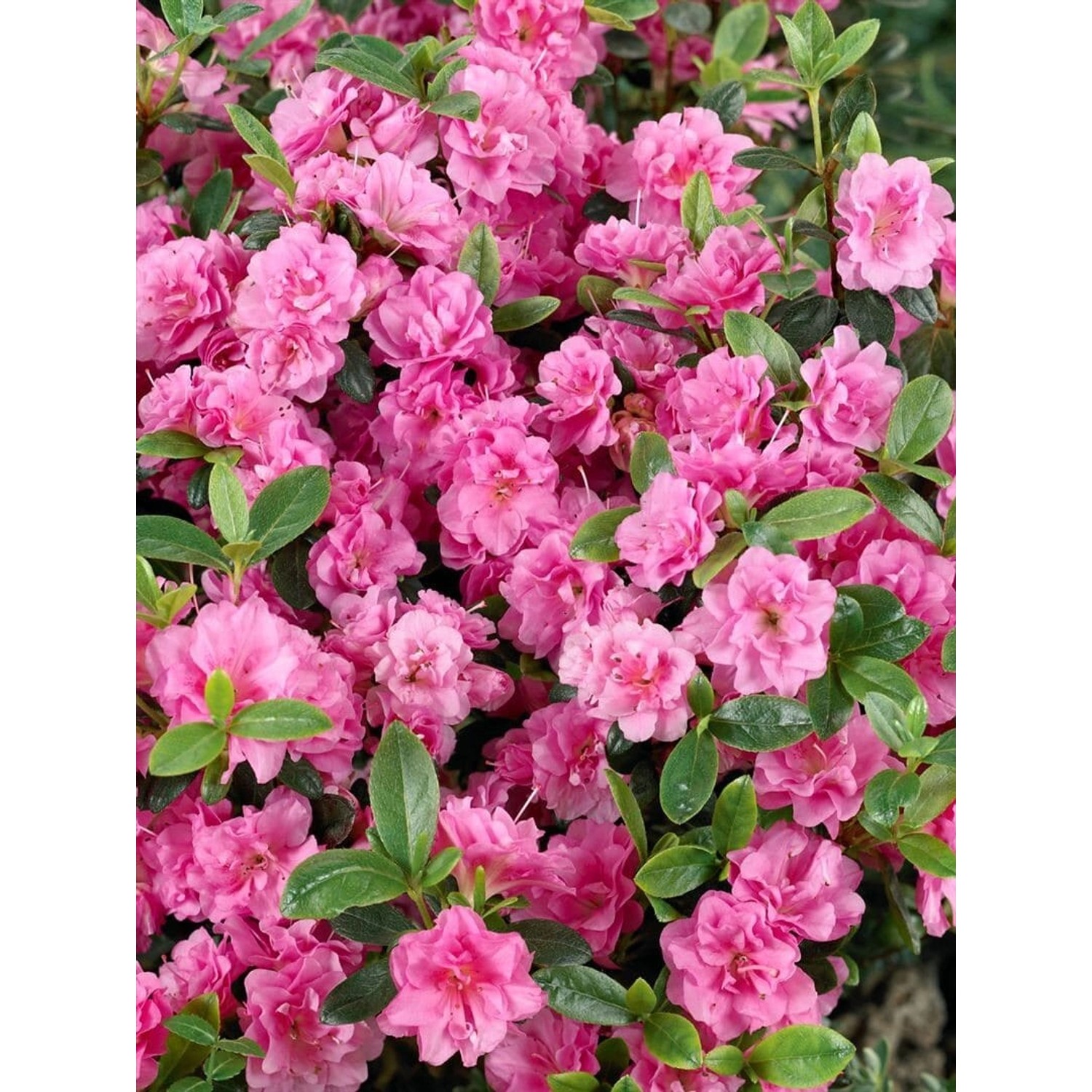 Rhododendron Obtusum Rosebud Rosa Blüten 15–20 cm günstig online kaufen