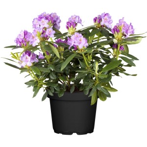 Violett blühender OBI Catawba-Rhododendron Grandiflorum im Topf.