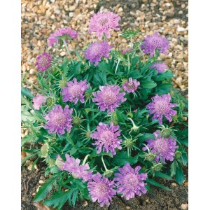 Japanische Skabiose (Scabiosa japonica) mit lavendelblauen Blüten im 9x9 cm Topf.