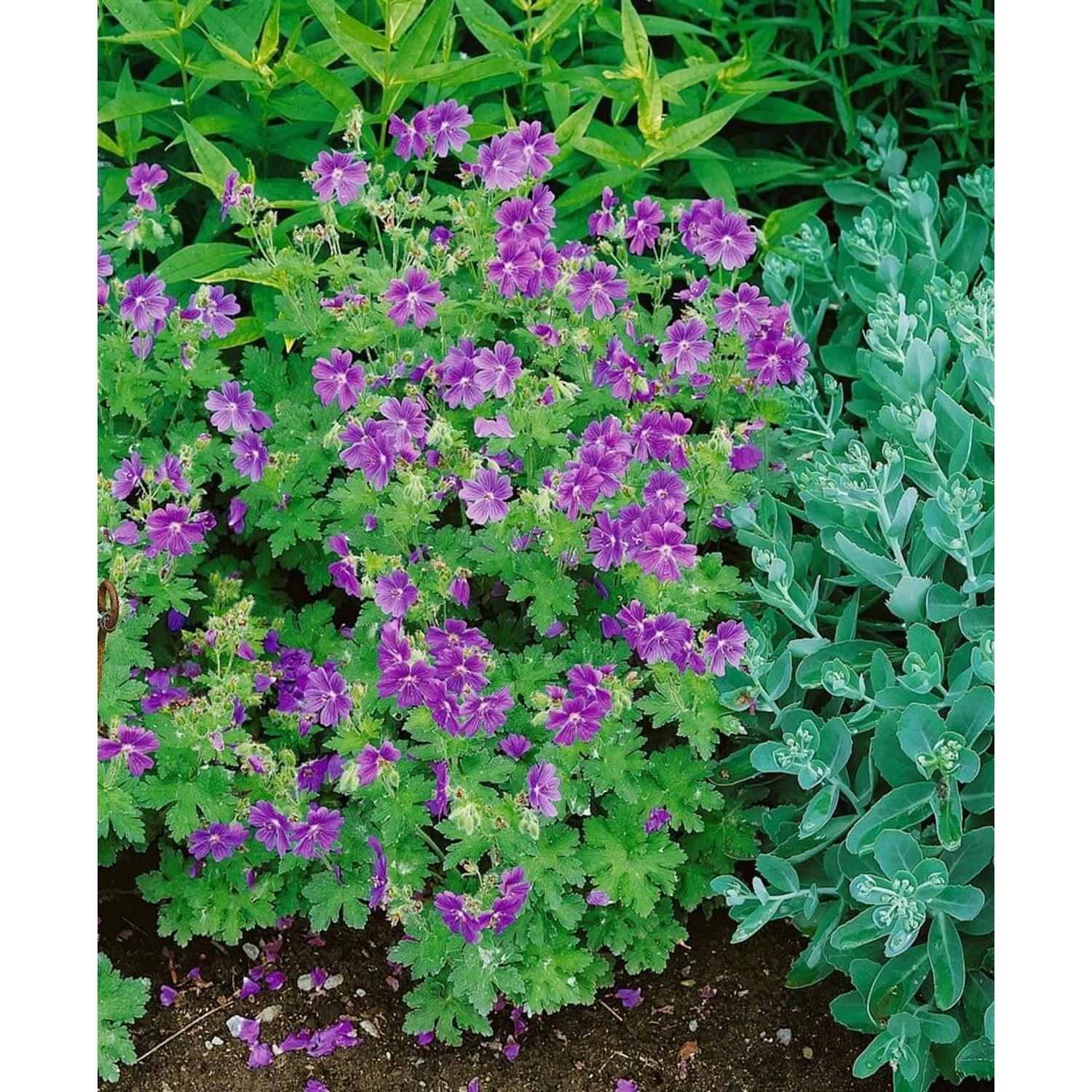 Geranium Ibericum Ssp.Ibericum Kaukasus Storchschnabel Ca. 9x9 cm Topf günstig online kaufen