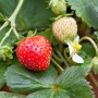 Garten-Erdbeere (Fragaria) im Topf mit reifer, roter Frucht und grünen Blättern.