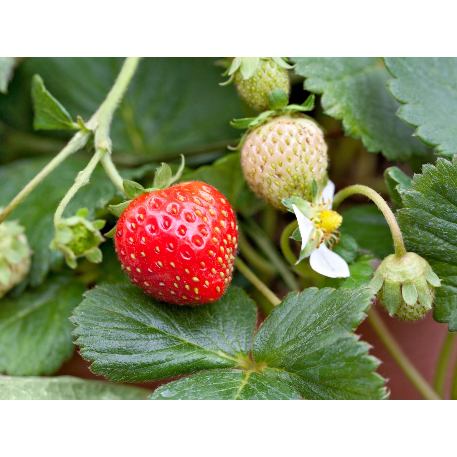 Garten-Erdbeere (Fragaria) im Topf mit reifer, roter Frucht und grünen Blättern.