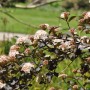Fasanenspiere Midnight mit dunkelrotem Laub und weißen Blüten.
