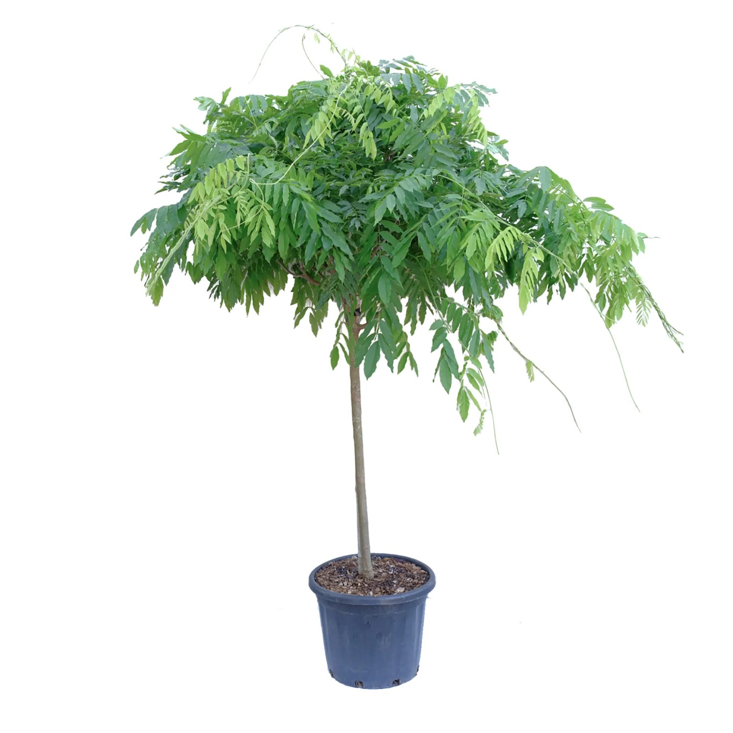 ginseng bonsai wie oft gießen Ficus Ginseng main image 0