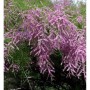Heide-Tamariske 'Pink Cascade' mit rosa Blüten, Strauch für den Garten.