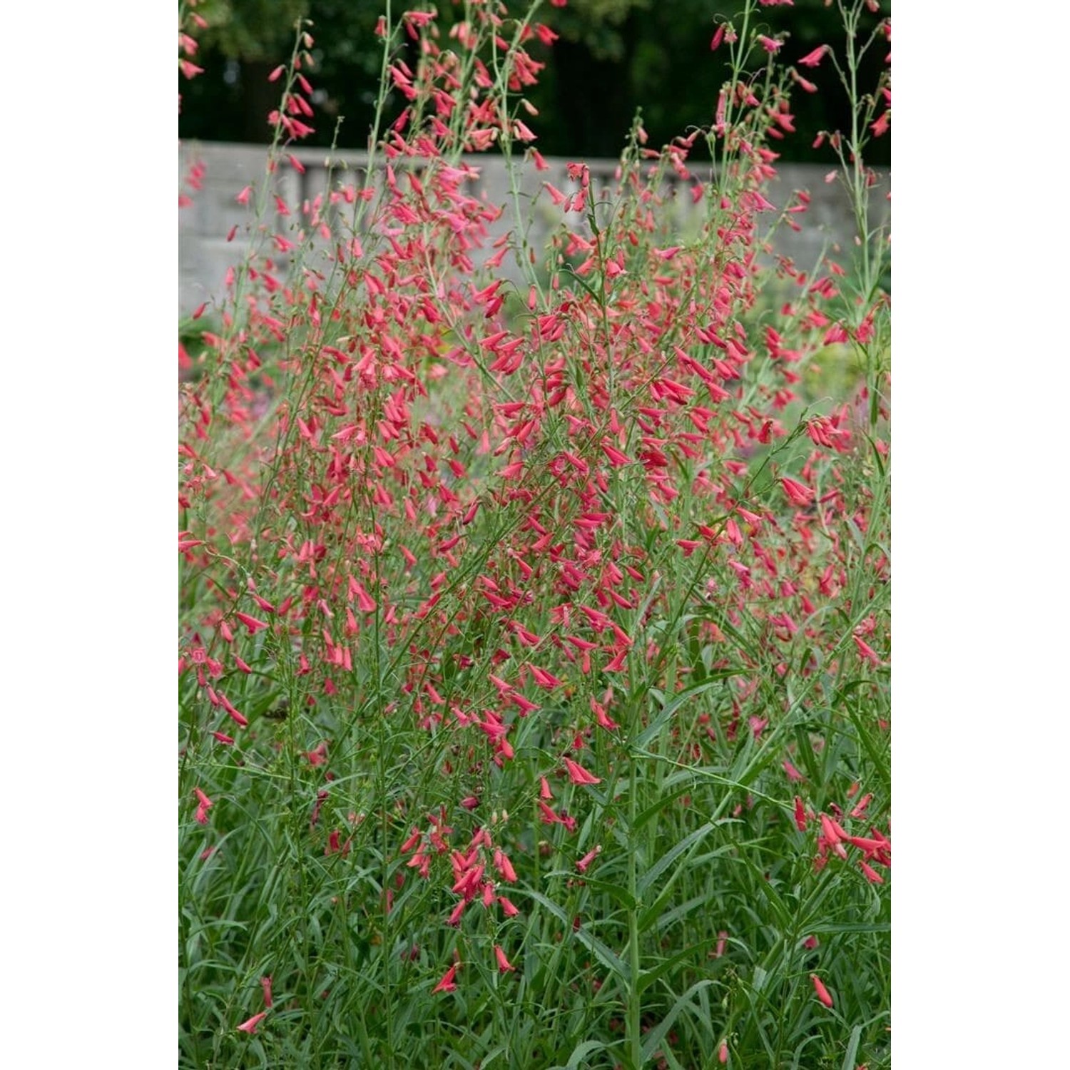 Penstemon Barbatus Bartfaden Ca. 9x9 cm Topf günstig online kaufen