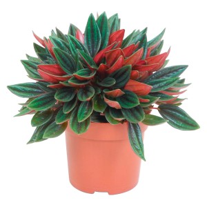 Zwergpfeffer Rosso im Topf, eine attraktive Grünpflanze mit rot-grünen Blättern.