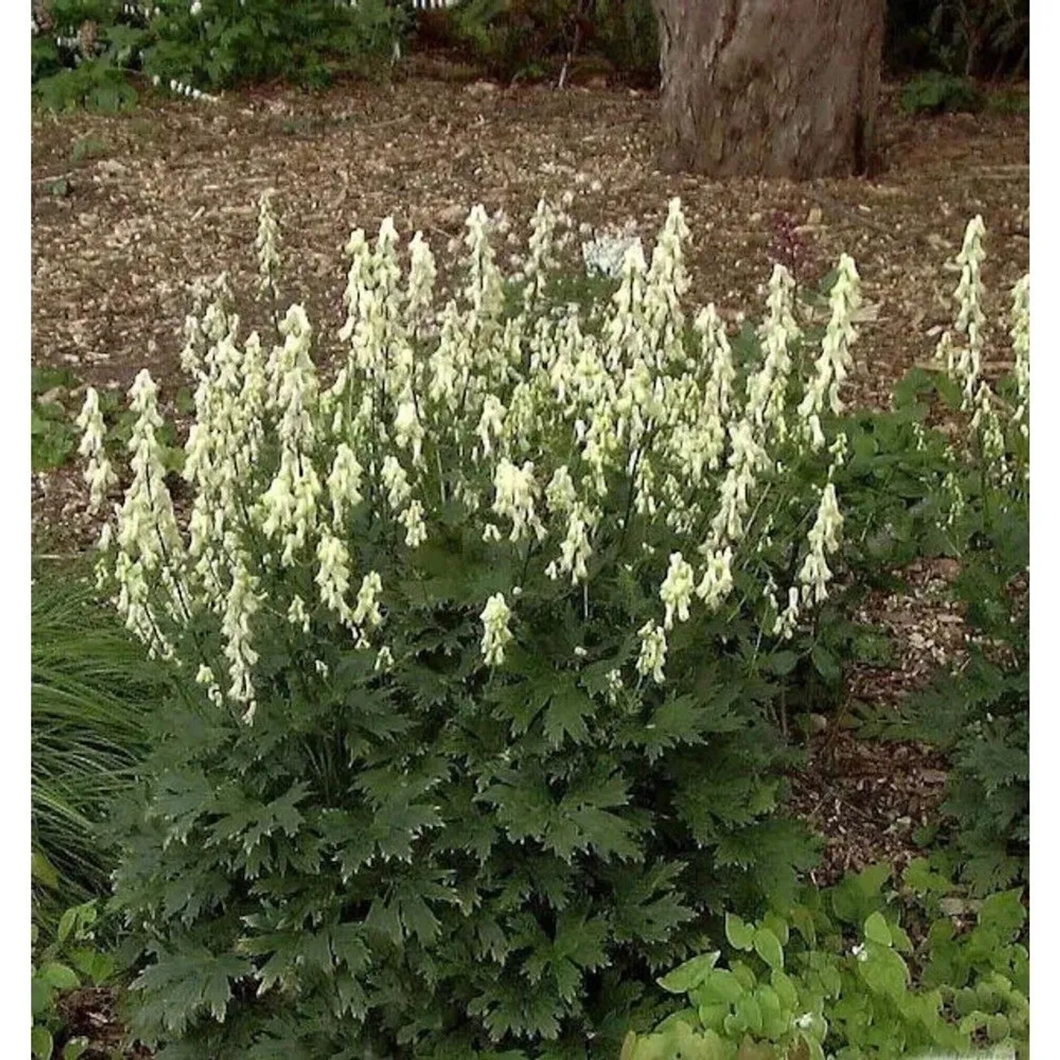 Gelb blühender Eisenhut (Aconitum vulparia) im Gartenbeet.