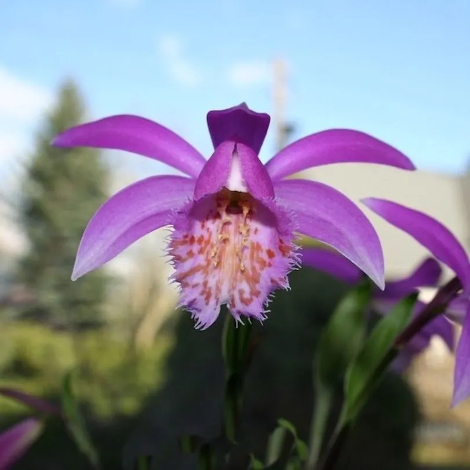 Tibet Orchidee - Pleione formosana