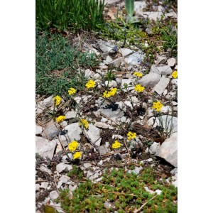 Gelb blühendes Alyssum Wulfenianum Steinkraut im Steingarten, 9x9 cm Topf.