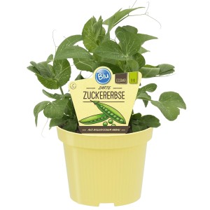 Blu Zuckererbse im Topf, ca. 12 cm Ø, grüne Blätter und gelber Topf.