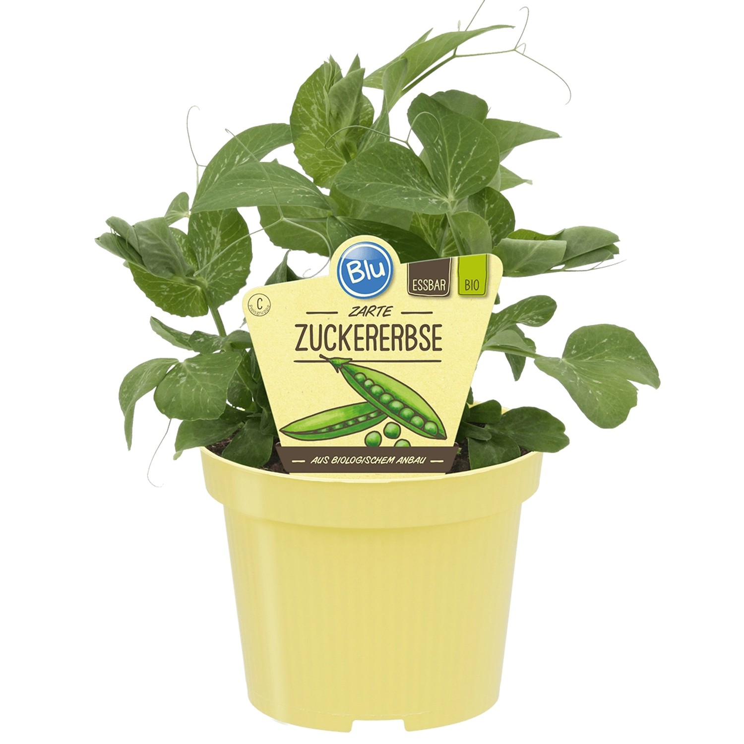 Blu Zuckererbse Topf-Ø ca. 12 cm günstig online kaufen