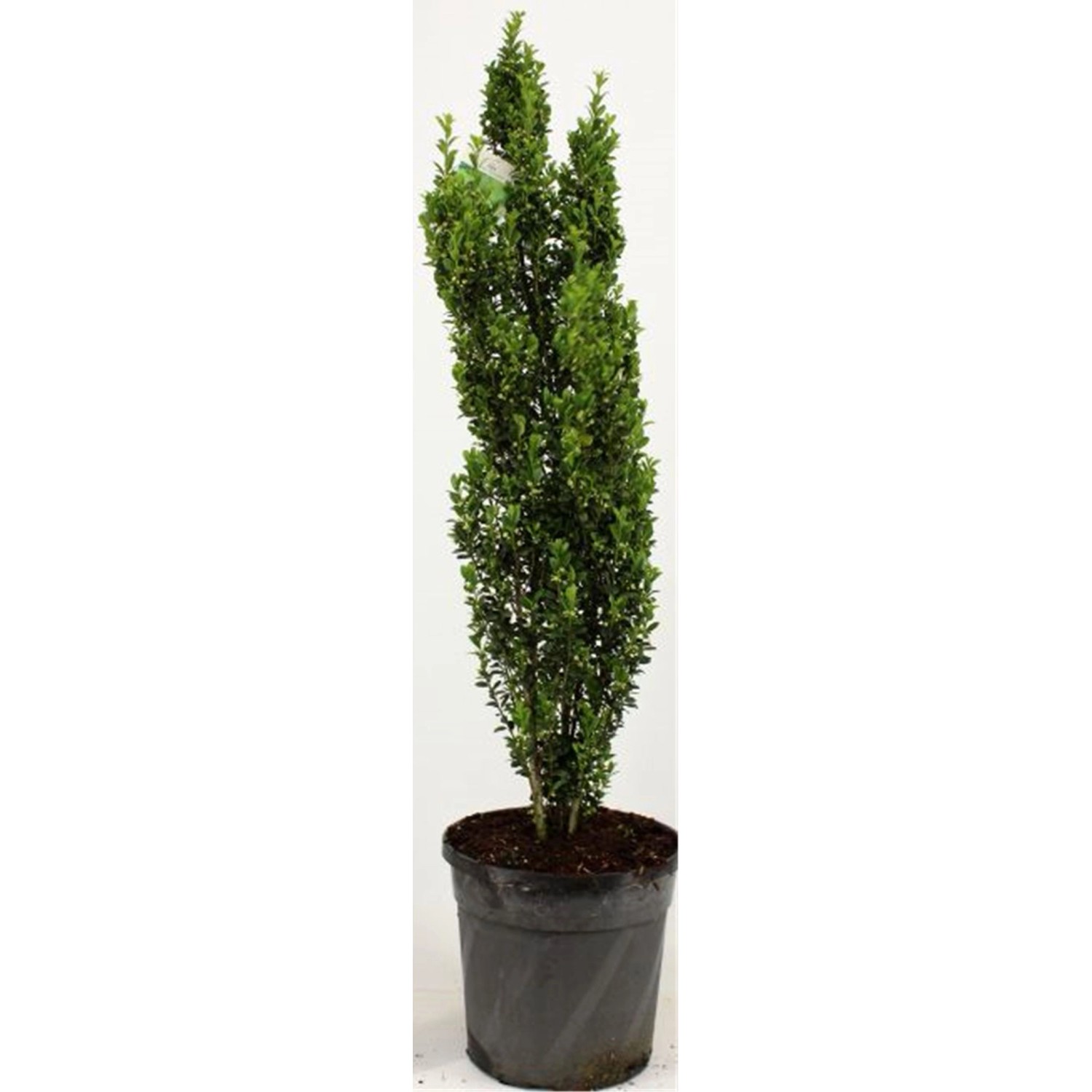 Pflanzen-Boering Säulenilex-2 Pflanzen Ilex Crenata Fastigiata Gesamthöhe 8 günstig online kaufen