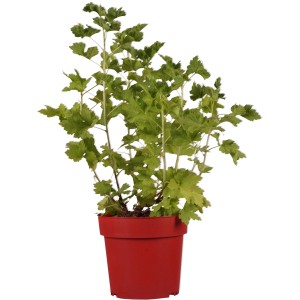 Jostabeere "Jogusto" Höhe ca. 30 cm Topf ca. 3,4 l Ribes x nidigrolaria