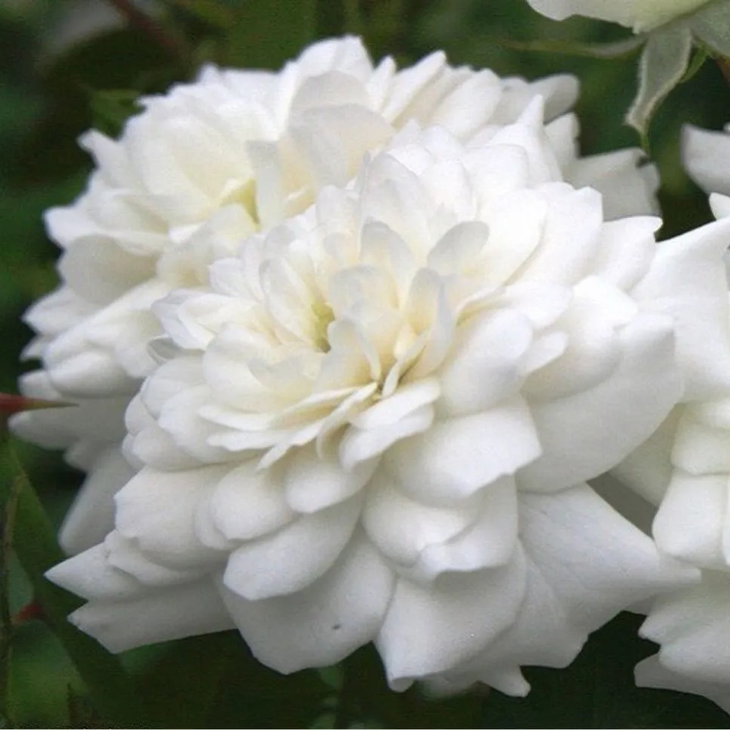 Bodendeckerrose 'Sea Foam' Rosa plantofix Weiße Blüten