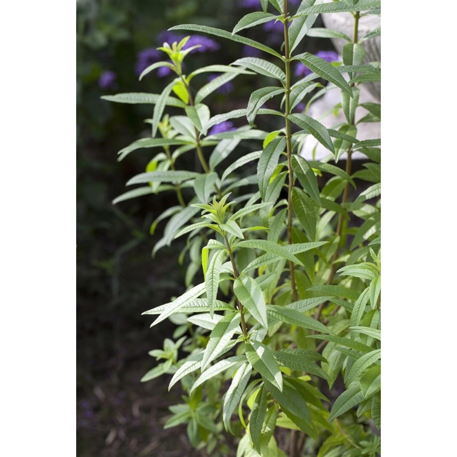 Aloysia Triphylla Zitronenverbene Ca. 9x9 cm Topf günstig online kaufen