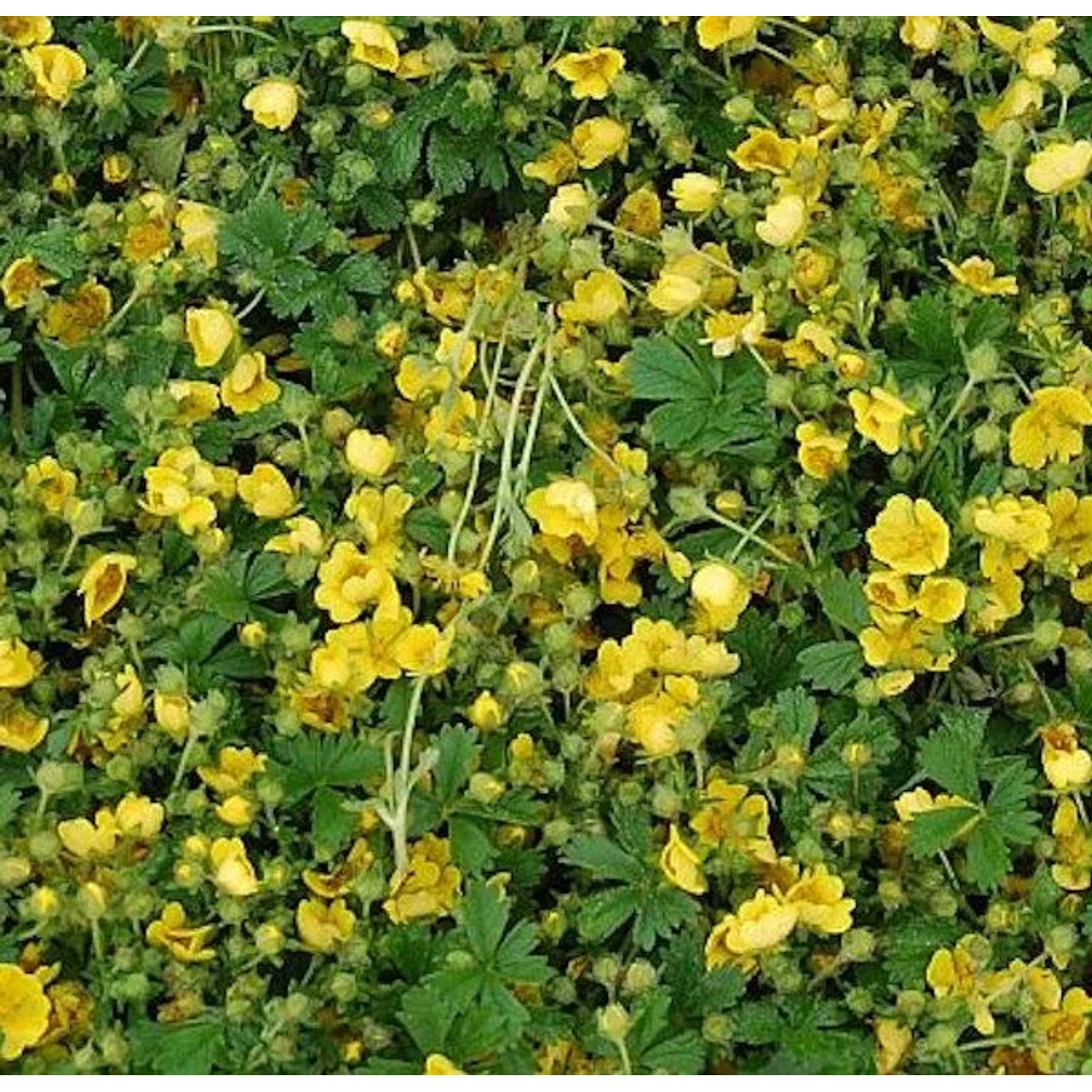 Frühlingsfingerkraut Nana - Potentilla neumanniana